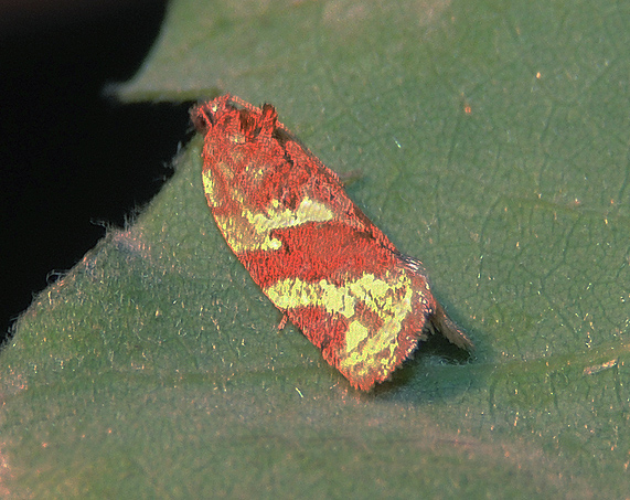 Argyrotaenia velutinana ? No, Argyrotaenia ljungiana - Tortricidae